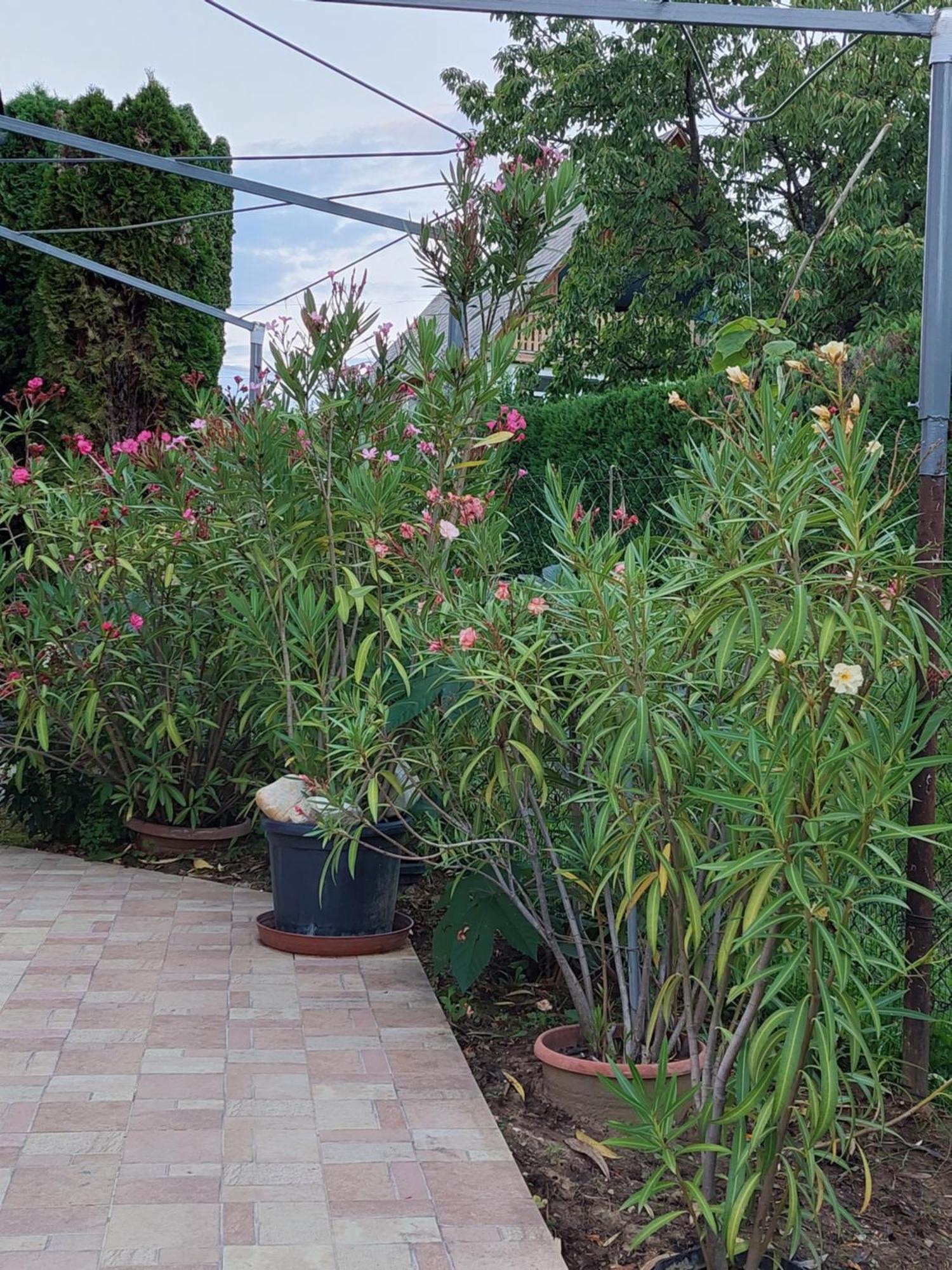 Lonci Apartman Zalakaros Ngoại thất bức ảnh